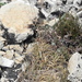 Festuca hystrix - Photo (c) Javier Peralta de Andrés, some rights reserved (CC BY-NC), uploaded by Javier Peralta de Andrés