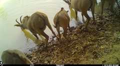 Hippotragus equinus koba