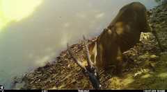 Hippotragus equinus koba