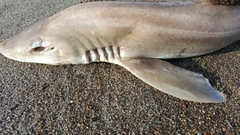 Mustelus henlei