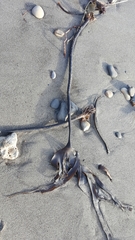 Laminaria setchellii