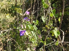 Ipomoea orizabensis austromexicana