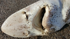 Mustelus henlei