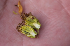 Calanticaria greggii