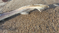 Mustelus henlei