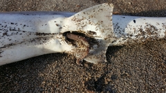 Mustelus henlei