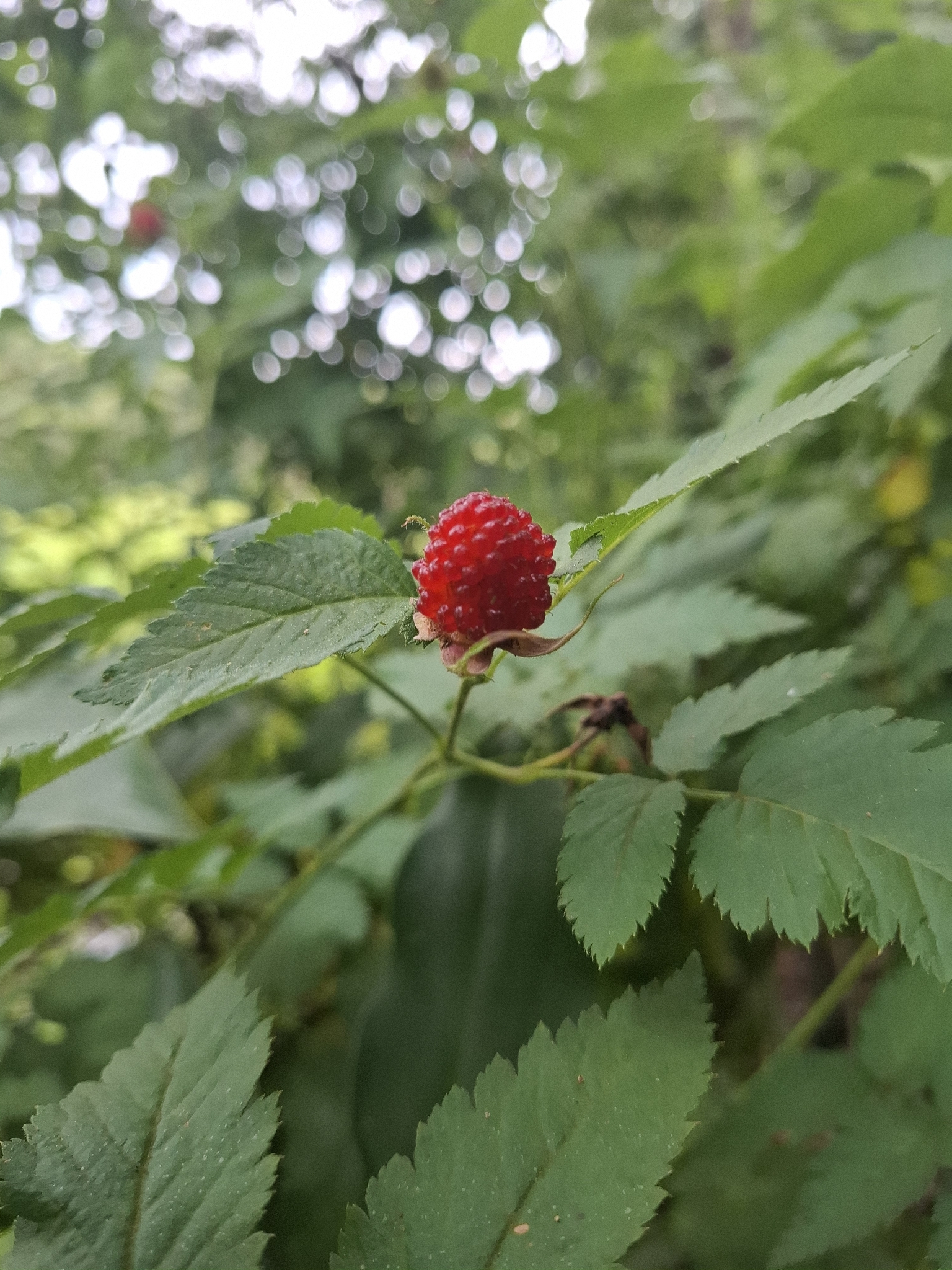 Rubus rosifolius