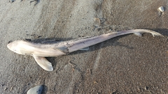 Mustelus henlei
