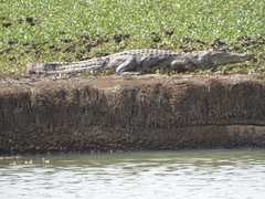 Crocodylus suchus