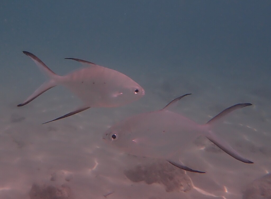Kleinvlek-pompano (Trachinotus baillonii) — Carangidae