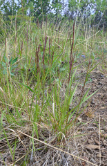 Elymus macrourus