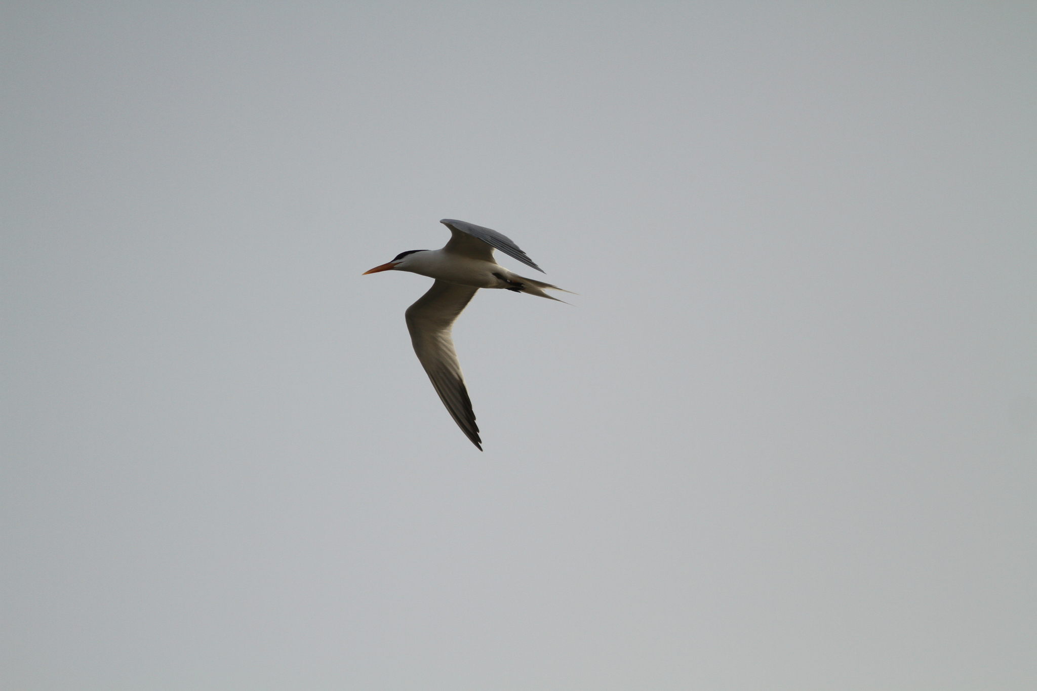 West African Crested Tern (Thalasseus albididorsalis)