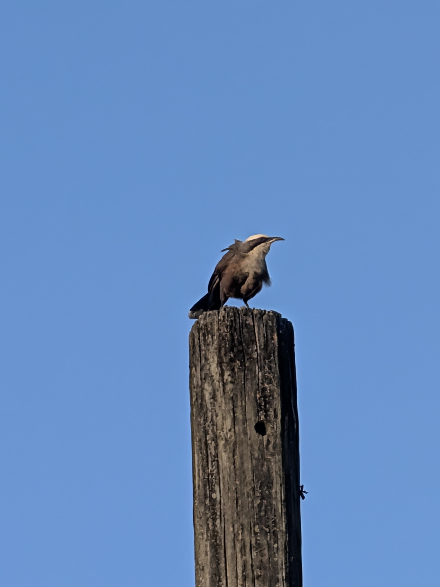 Grey-crowned Babbler (Pomatostomus temporalis), photo 8