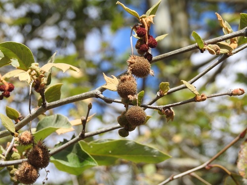 Platanus mexicana (Platanus mexicana)