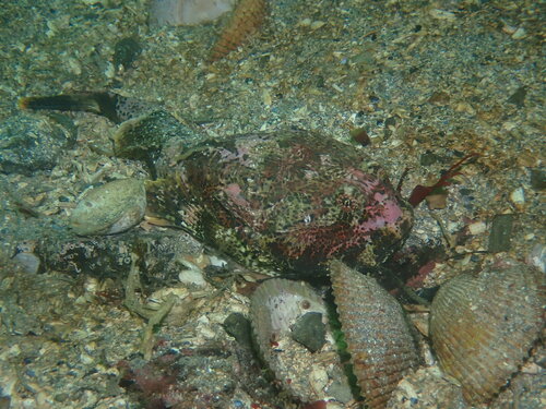 Buffalo sculpin (Enophrys bison) — Cottidae