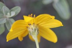 Calanticaria greggii