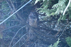 Strix occidentalis caurina