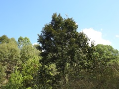 Quercus acutifolia