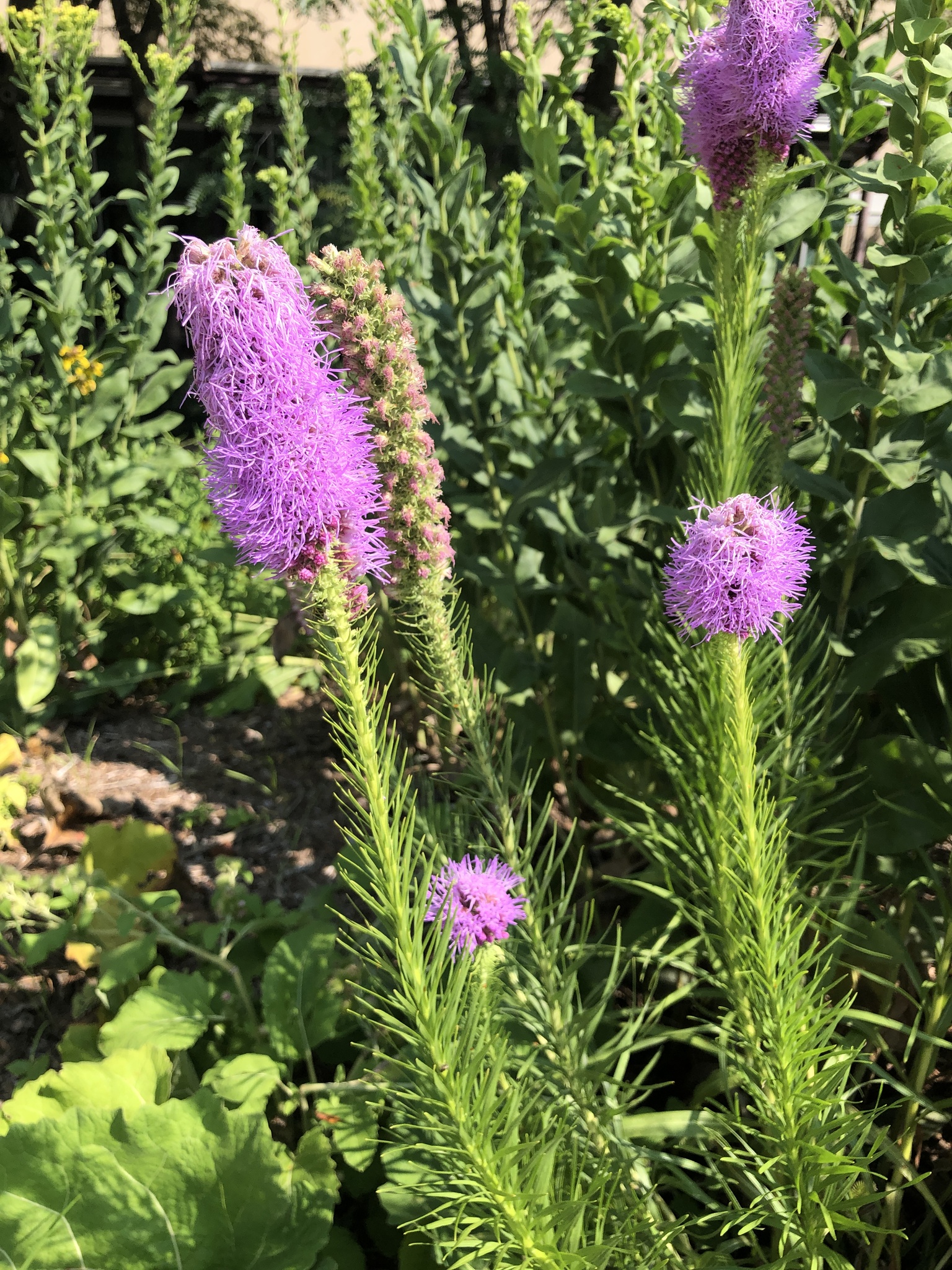 Prairie Blazing Star (Liatris pycnostachya)