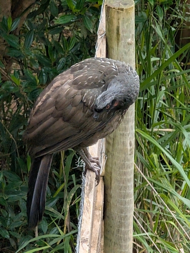 Dusky-legged Guan (Penelope obscura), photo 6