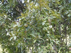 Quercus acutifolia