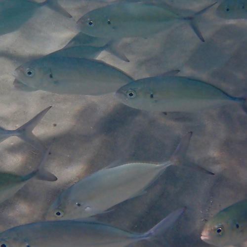 Green jack (Caranx caballus) — Carangidae — 5