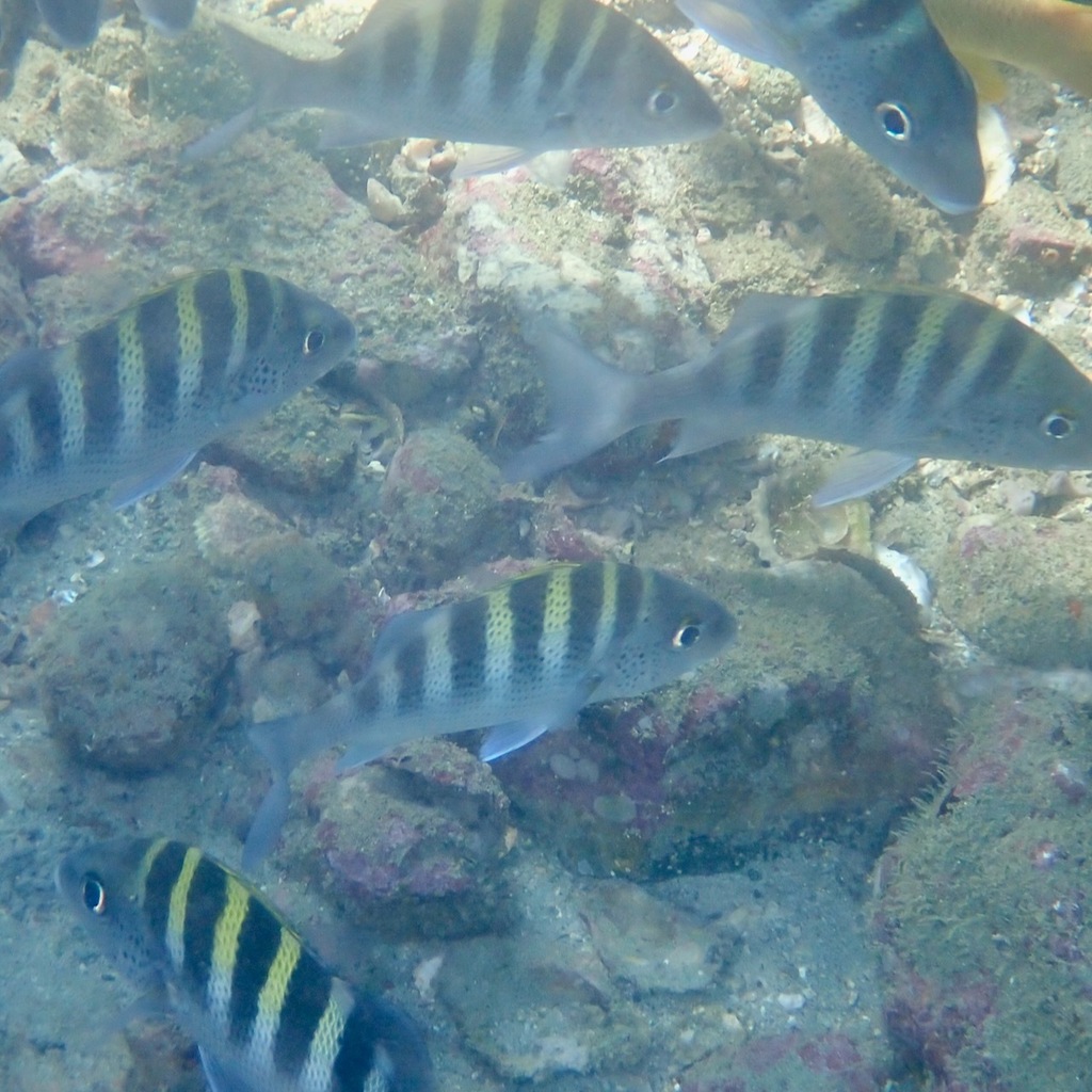 Graybar grunt (Haemulon sexfasciatum) — Haemulidae