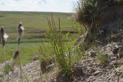 Elymus lenensis