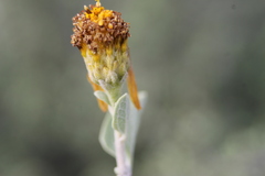 Calanticaria greggii