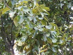 Quercus calophylla