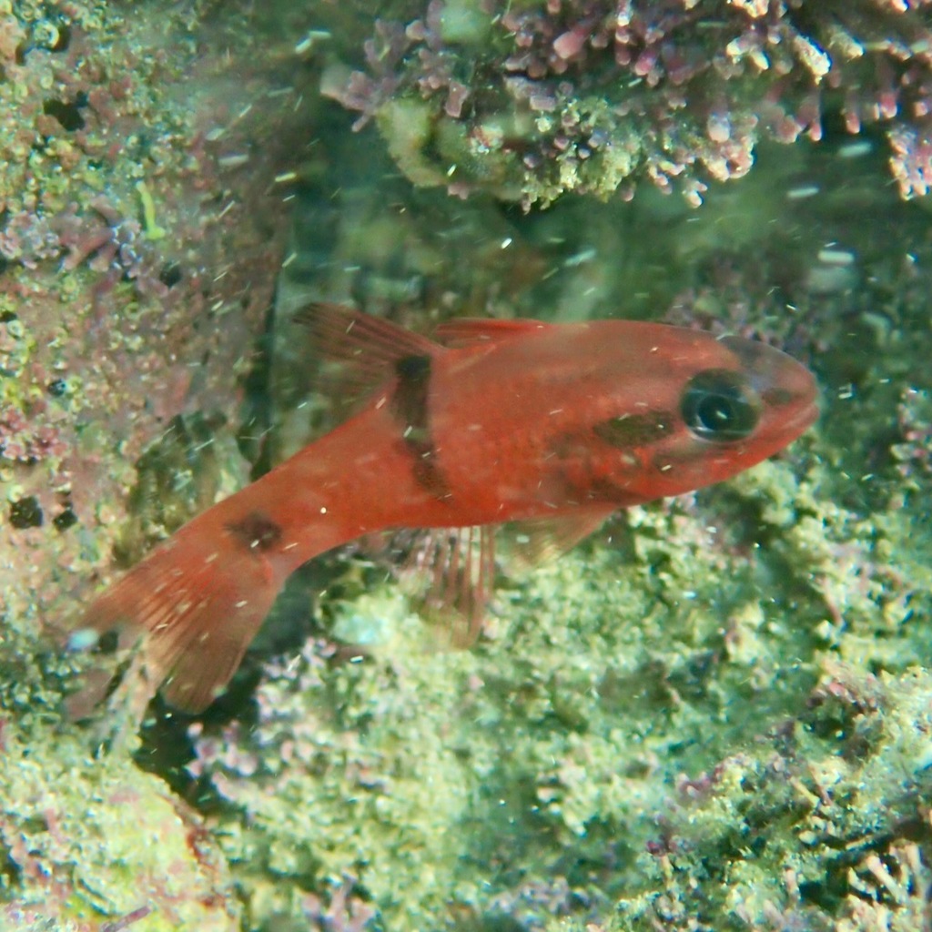 Barspot cardinalfish (Apogon retrosella) — Apogonidae