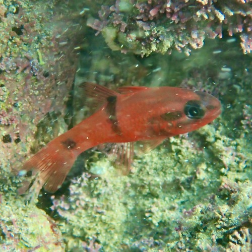 Barspot cardinalfish (Apogon retrosella) — Apogonidae