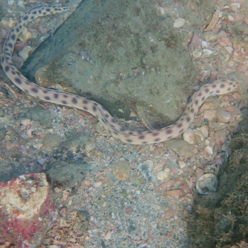 Tiger Snake Eel (Myrichthys xysturus)