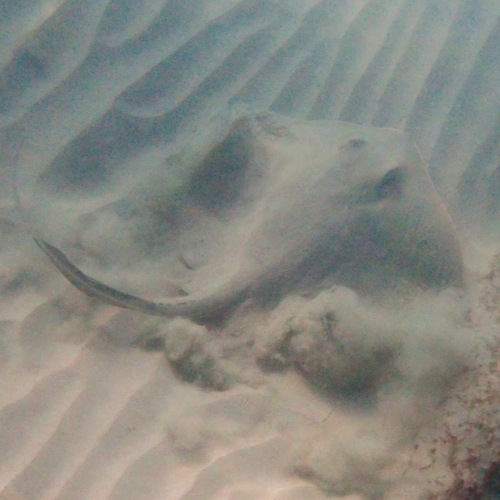 Diamond Stingray (Hypanus dipterurus)