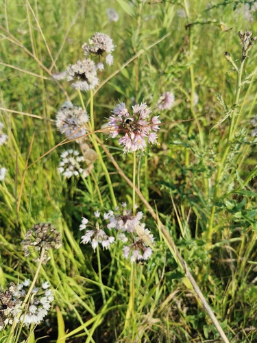 nodding onion (Allium cernuum)