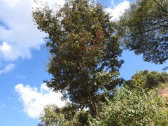 Quercus crispipilis