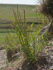 Elymus lenensis