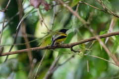 Poecilotriccus calopterus