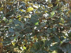 Quercus × dysophylla