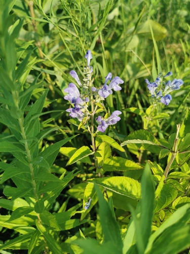 Downy Skullcap (Scutellaria incana)