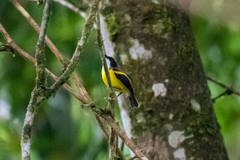 Poecilotriccus calopterus