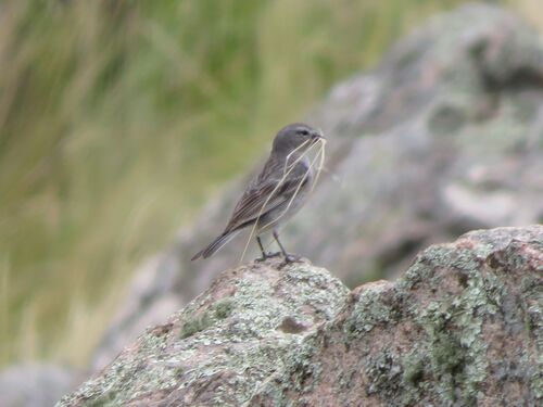 Ash-breasted Sierra Finch (Geospizopsis plebejus), photo 1
