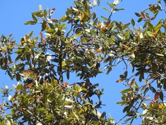 Quercus × dysophylla