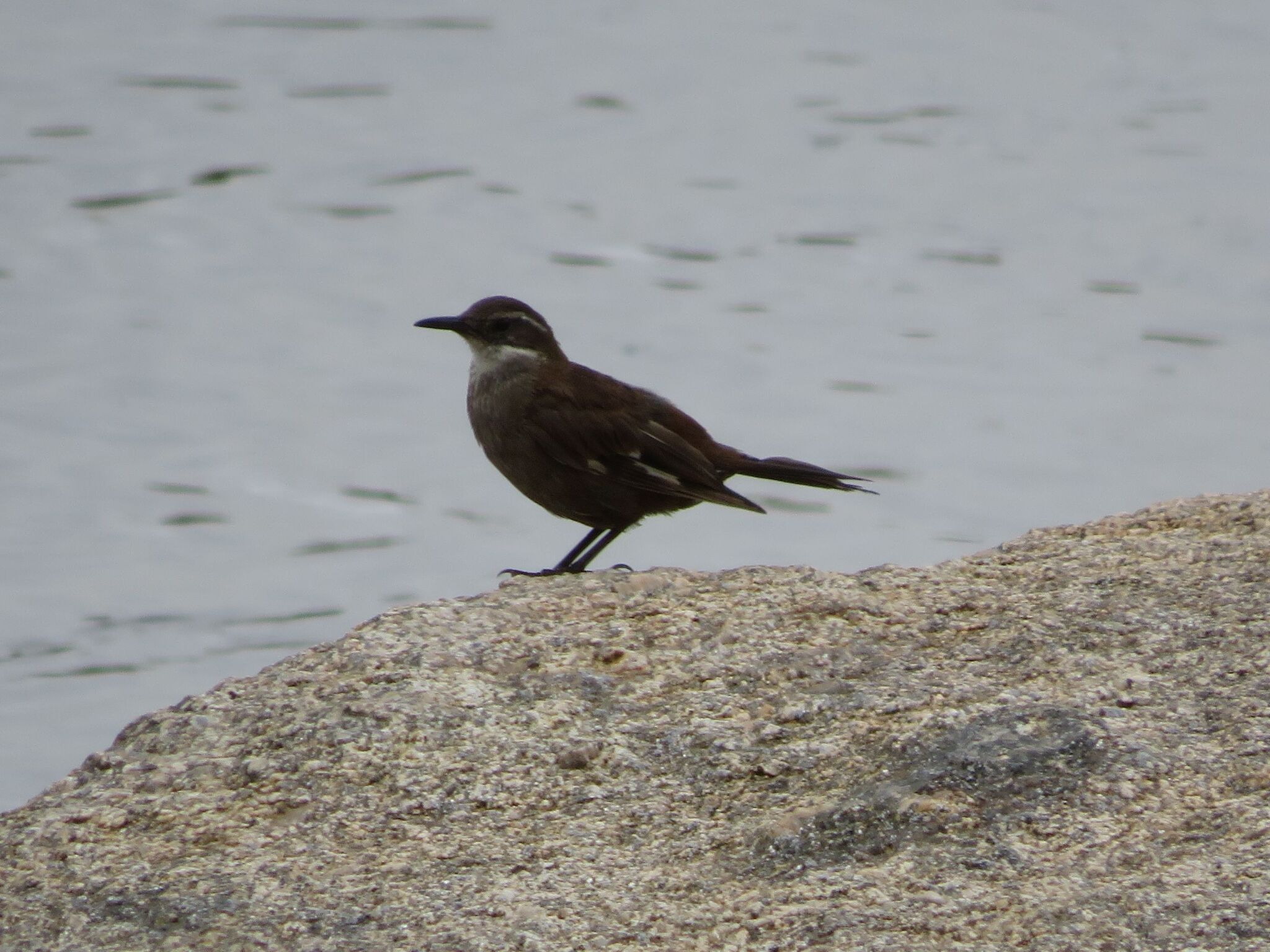 Olrog's Cinclodes (Cinclodes olrogi), photo 6