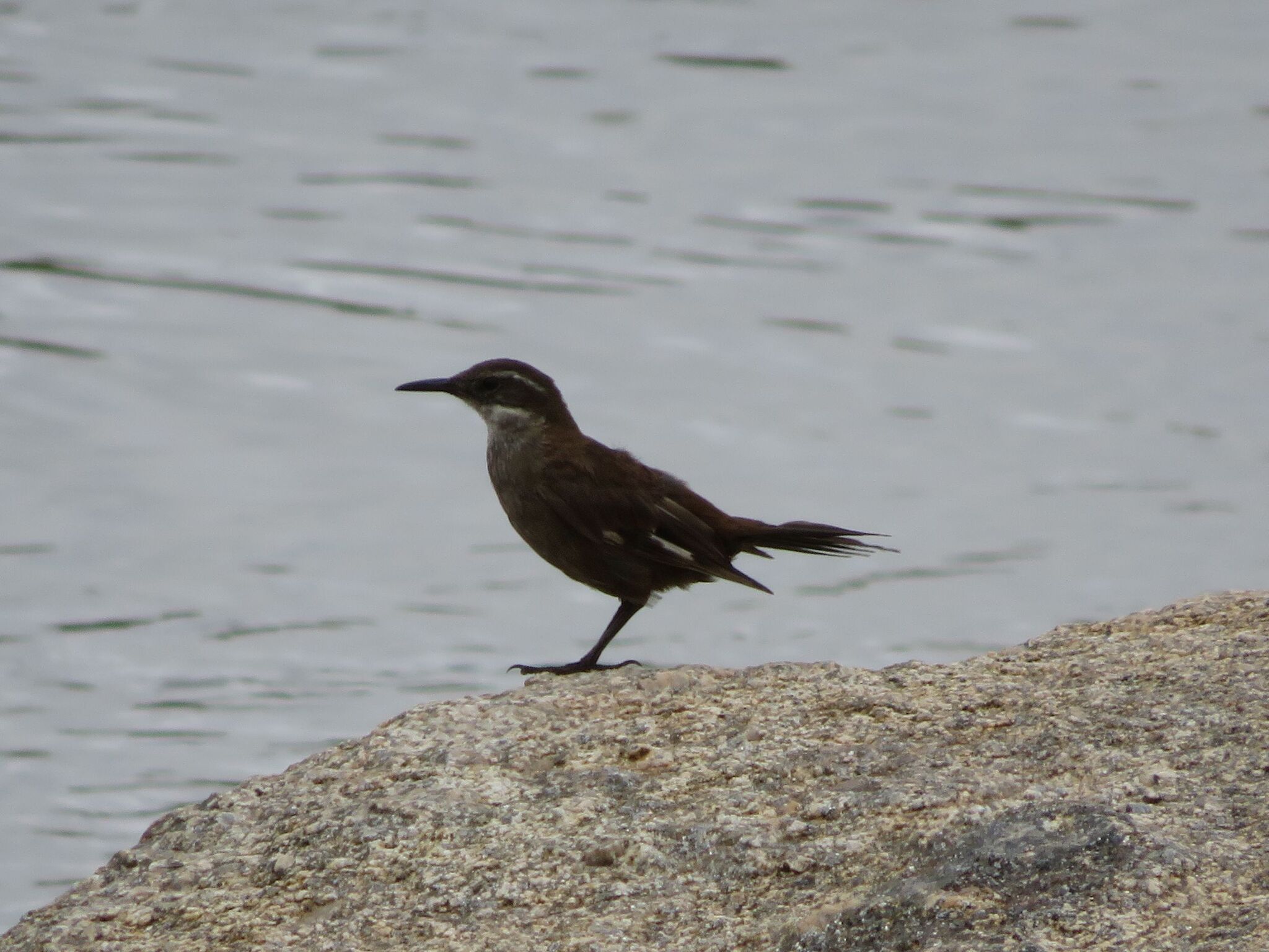 Olrog's Cinclodes (Cinclodes olrogi), photo 5