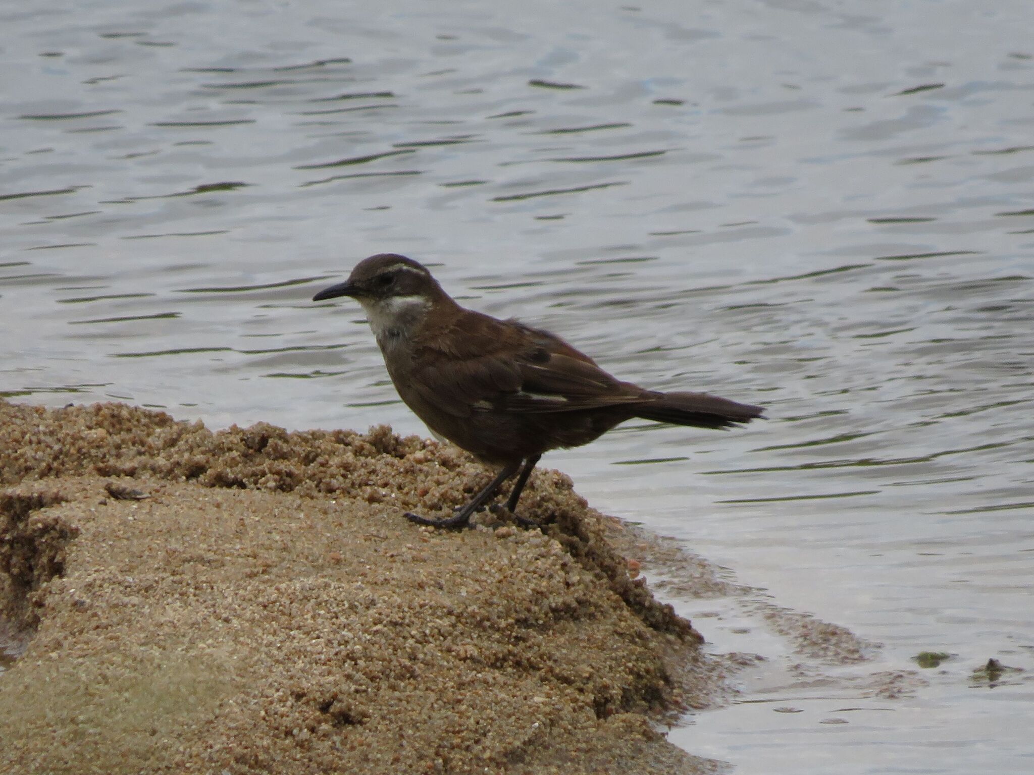 Olrog's Cinclodes (Cinclodes olrogi), photo 3