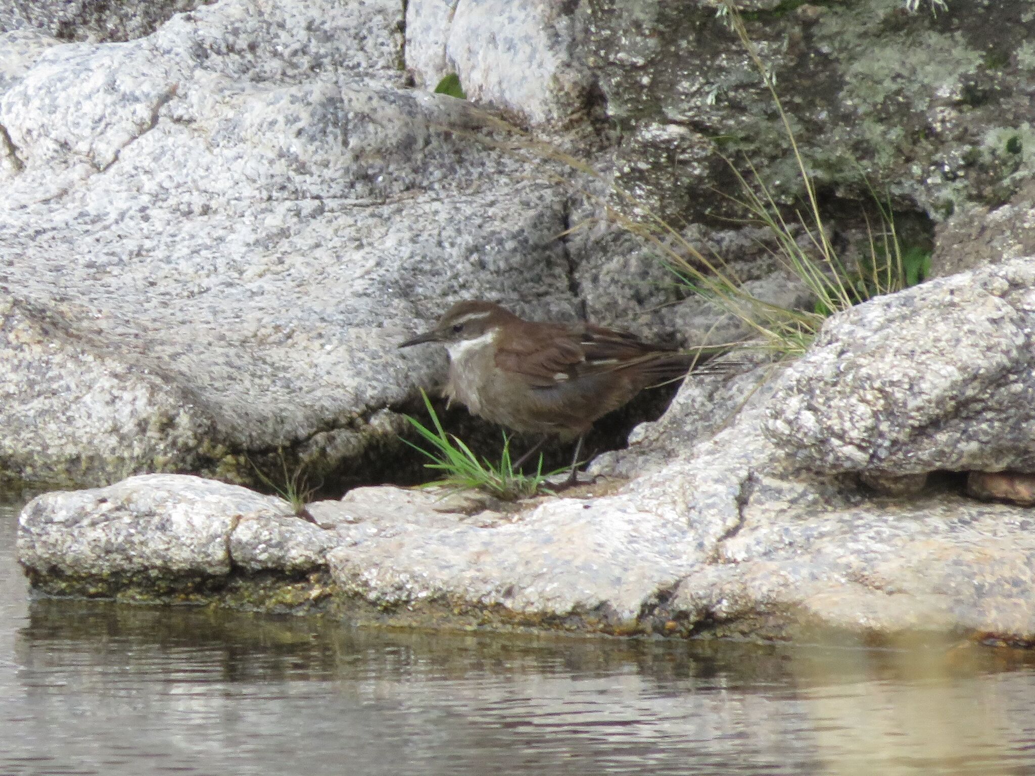 Olrog's Cinclodes (Cinclodes olrogi), photo 4