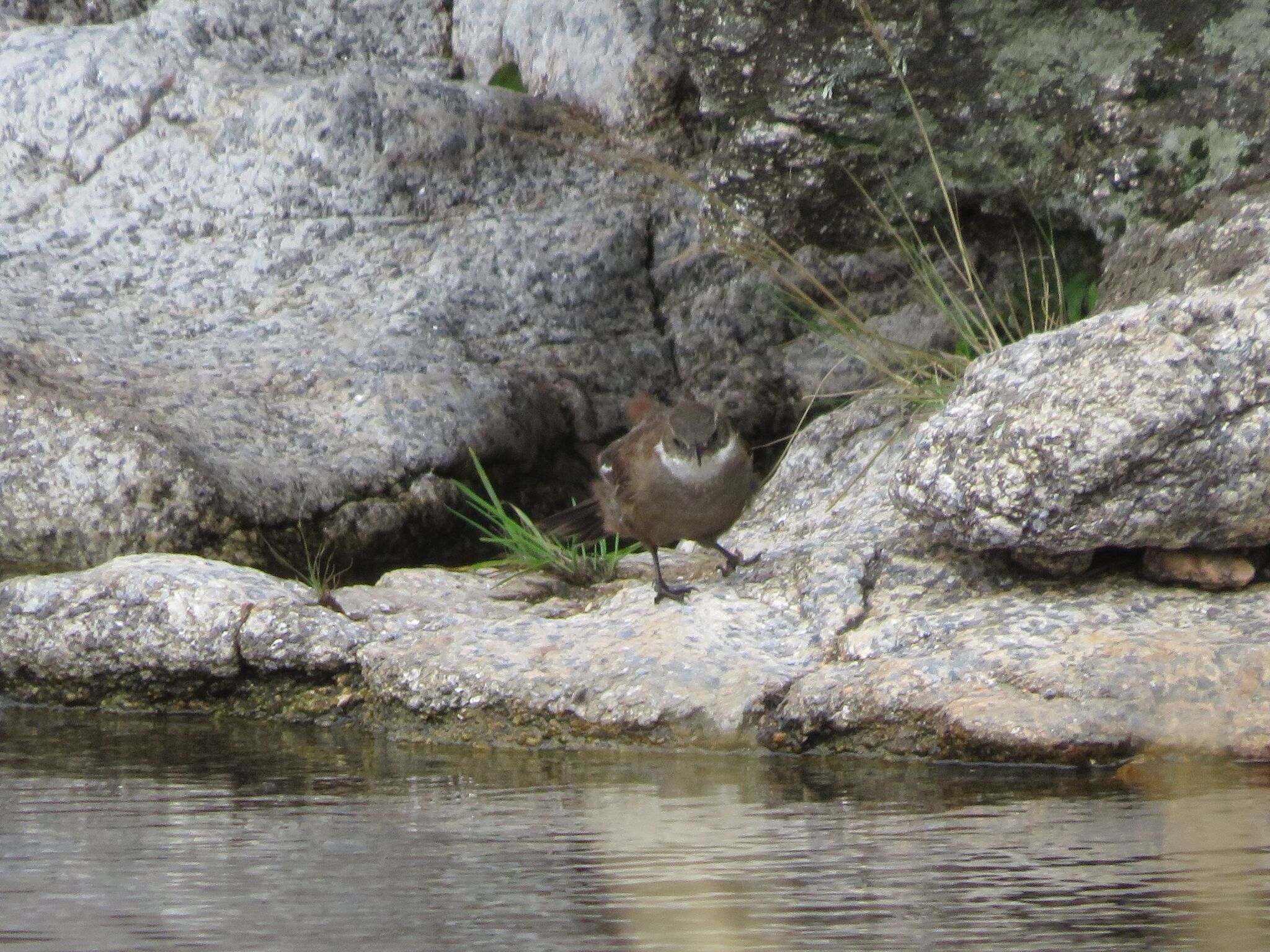 Olrog's Cinclodes (Cinclodes olrogi), photo 2