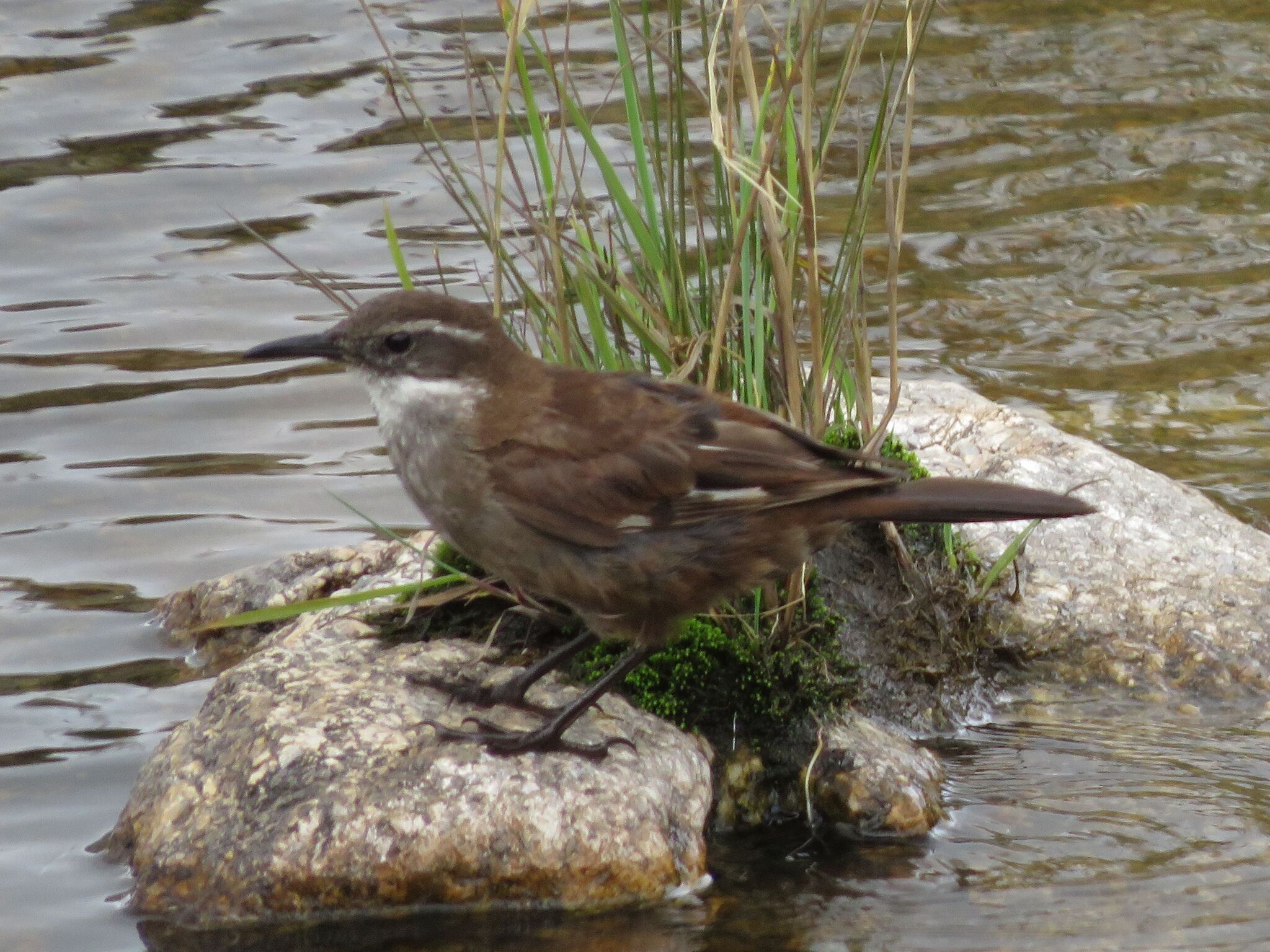 Olrog's Cinclodes (Cinclodes olrogi), photo 1