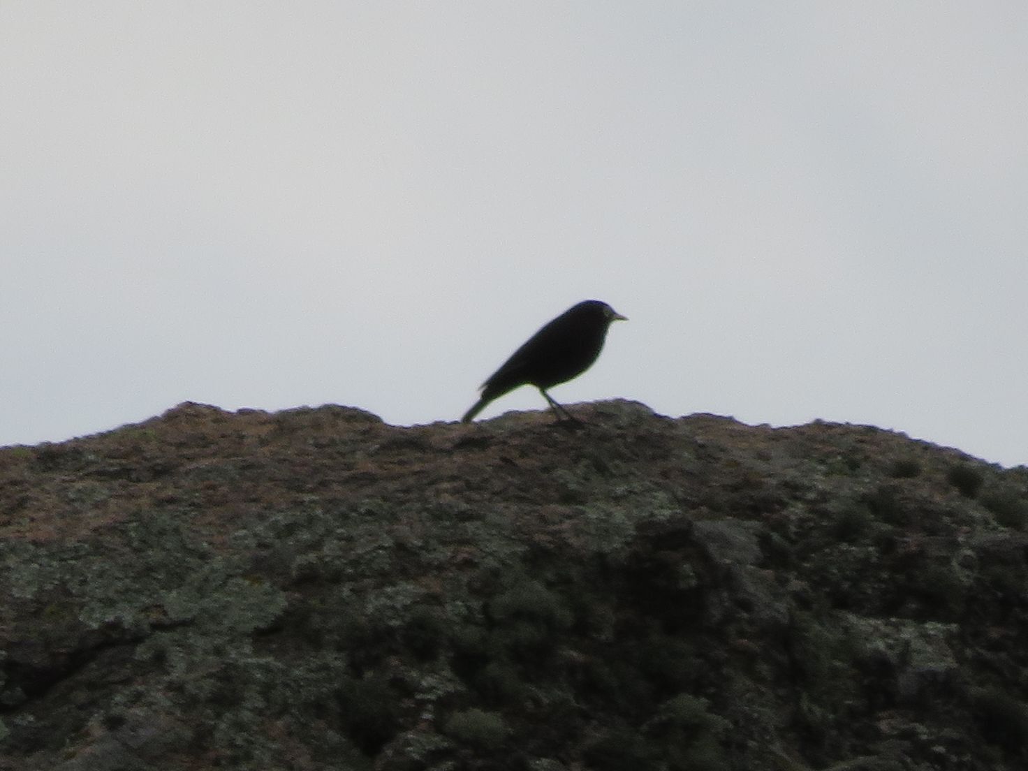 Spectacled Tyrant (Hymenops perspicillatus), photo 7